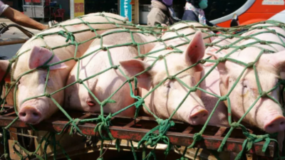 上下“拖市”合力，豬價(jià)有望上漲-上海邦森
