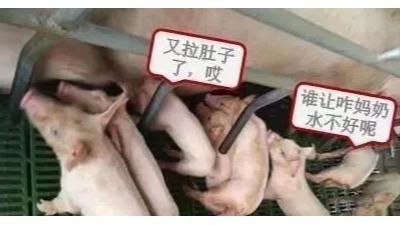 母豬奶水不好怎么辦？速壯丁幫您解憂愁