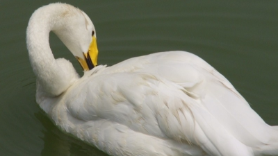 上海邦森技術(shù)分享鴨子抖震、頭不停搖擺的病因