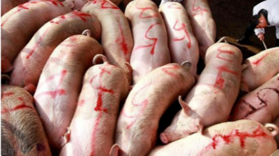 全國豬價行情“漲翻天”！-上海邦森