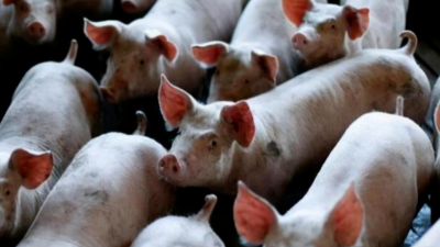 豬病兇猛，豬價(jià)最高能到12元？-上海邦森