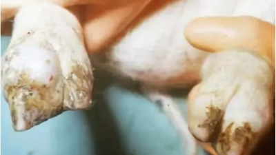 仔豬關(guān)節(jié)病的五大危害，聽聽技術(shù)老師提供的解決方案-上海邦森