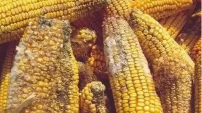 高溫高濕天氣，霉菌毒素對(duì)雞群的影響-上海邦森