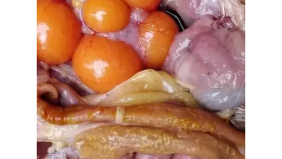 蛋雞球蟲病有哪些危害？上海邦森教您如何用藥。