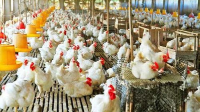 上海邦森分享：為啥說雞病防治，要從“腸”計(jì)議？