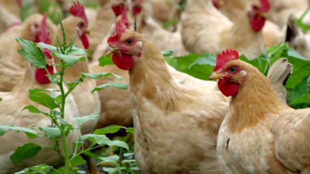 雞球蟲病掌握這三點，輕松解決-上海邦森