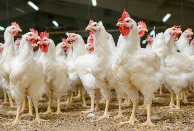  春季養(yǎng)雞注意的6點(diǎn)事項(xiàng)