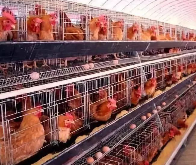 蛋雞多產(chǎn)蛋