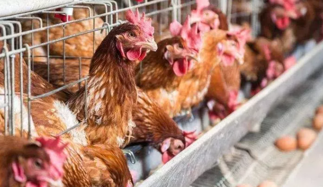 畜牧養(yǎng)殖新規(guī)出臺，農(nóng)民養(yǎng)殖面臨4大利好-上海邦森