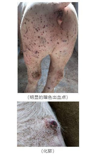 豬病病變特點不同
