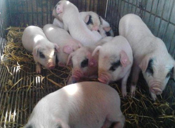 高溫天氣豬食欲不振是什么原因？用上海邦森獸藥解決