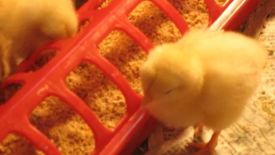 雞場(chǎng)溫度控制