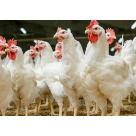 用實(shí)證說(shuō)話(huà)，速壯丁在白羽肉雞的應(yīng)用效果！
