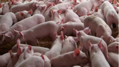 豬價(jià)大漲，能否回到40元大關(guān)？-上海邦森分享