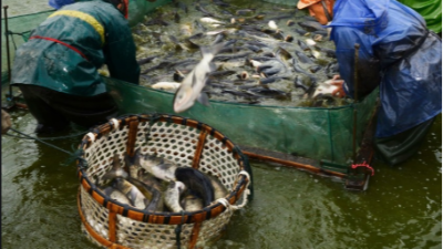 上海邦森提醒大家冬季水產(chǎn)養(yǎng)殖要注意這4點(diǎn)管理要點(diǎn)。