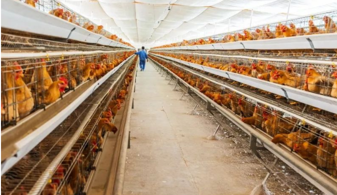 雞舍沒(méi)有大通風(fēng)感冒的原因