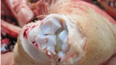 上海邦森提示：“影子病”要小心，當(dāng)下多發(fā)！