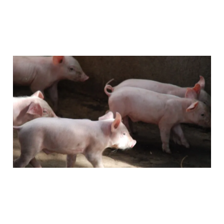 上海邦森豬價行情分享，豬價會瘋漲嗎？