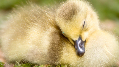 上海邦森分享鴨痛風(fēng)的癥狀及防治方法。