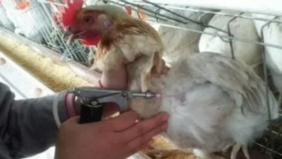 減少免疫應(yīng)激，上海邦森分享六大措施保障！