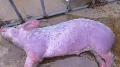 上海邦森教您三點(diǎn)豬場(chǎng)豬瘟不再怕