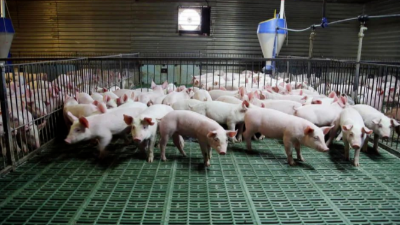 豬價(jià)上漲，突破13元箭在弦上-上海邦森