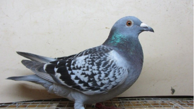 上海邦森分享鴿子注射疫苗時(shí)的八大禁忌