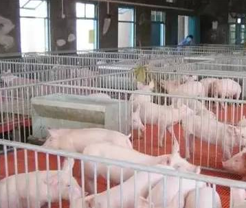 豬只流行性感冒，上海邦森教您一招輕松應對