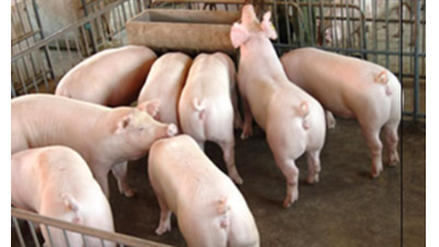 豬只流行性感冒，上海邦森教您一招輕松應(yīng)對(duì)